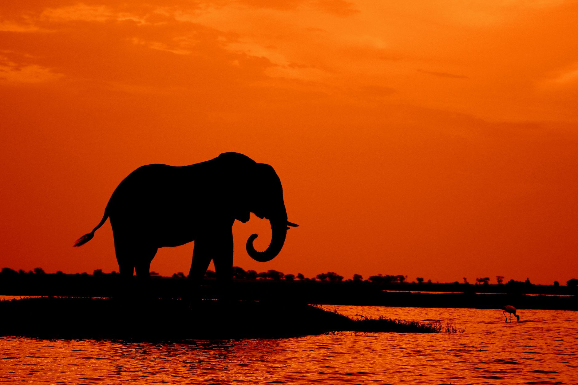 Elephants crossing the Chobe River floodplain at sunset, Botswana